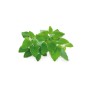 Click & Grow Click and Grow Smart Garden Refill 3-pack - Catnip
