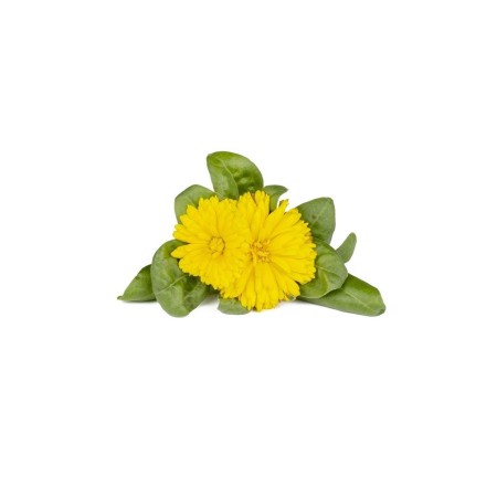 Click & Grow Click and Grow Smart Garden Refill 3-pack - Calendula