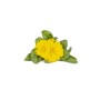 Click & Grow Click and Grow Smart Garden Refill 3-pack - Calendula