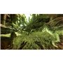 ARK: Survival Evolved (Code in a Box) - Nintendo Switch - Action/Abenteuer - PEGI 16