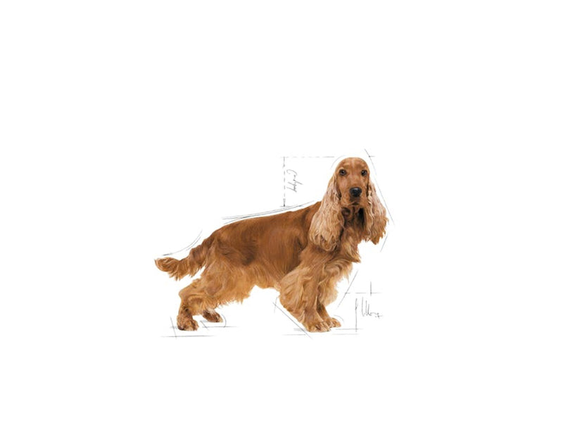 Royal Canin Cocker Adult 12kg