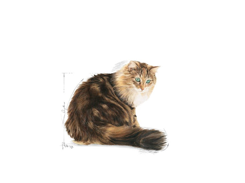 Royal Canin Ageing 12+ 2kg