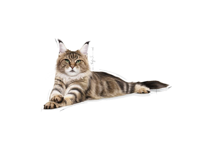 Royal Canin Maine Coon Adult 10kg