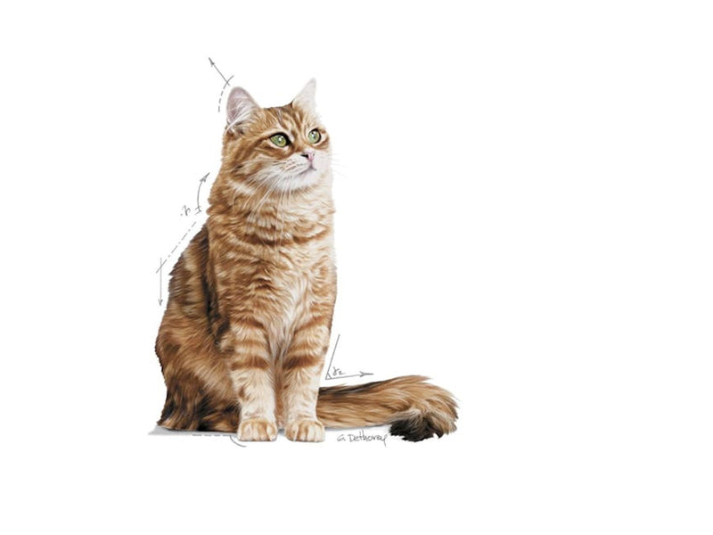 Royal Canin Digestive Care 400g