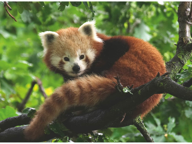 Ravensburger Süßer roter Panda