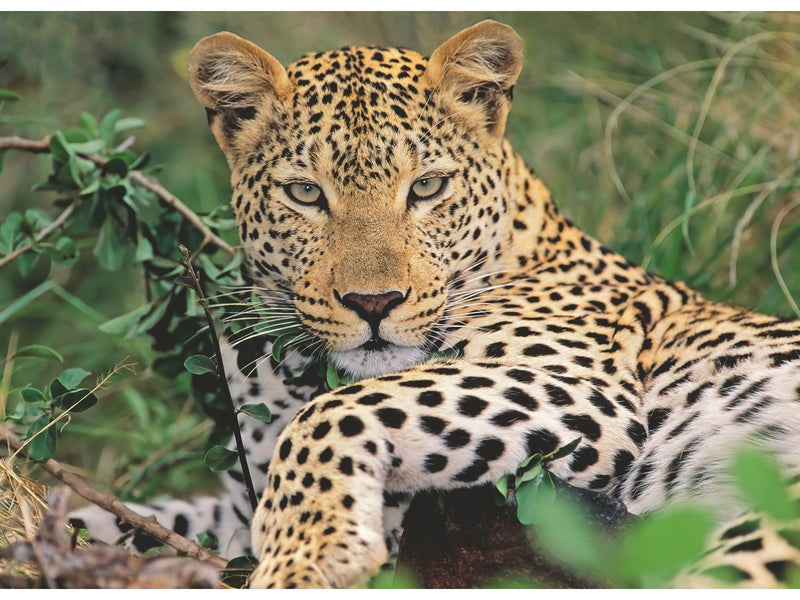 Ravensburger Vio die Leopardin