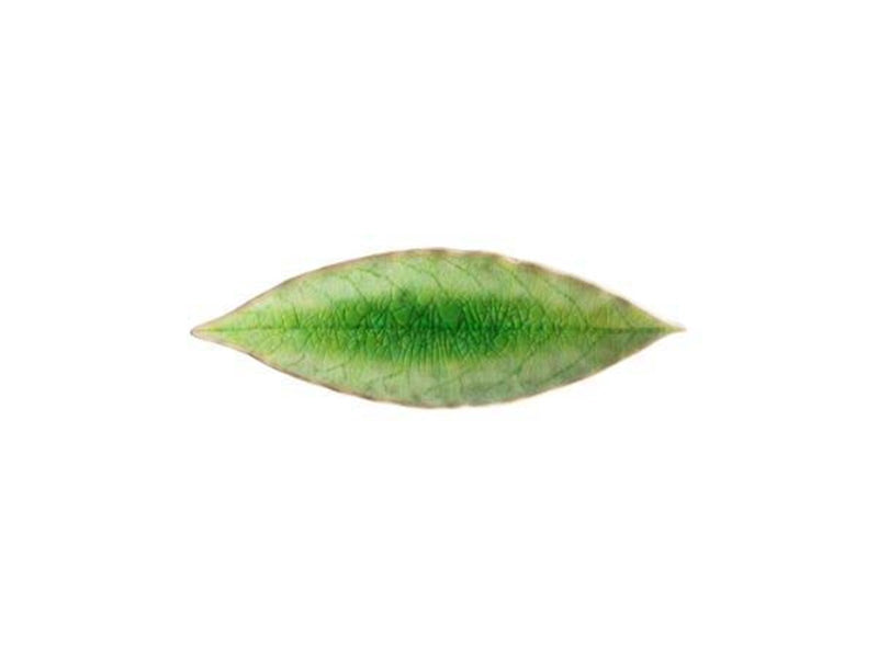 Costa Nova Asiet bay leaf Riviera 18 x 5.7 cm Green/Black Ceramic