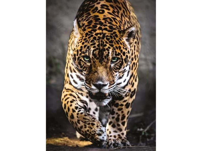 Clementoni 1000 pcs. High Color Collection WALK OF THE JAGUAR