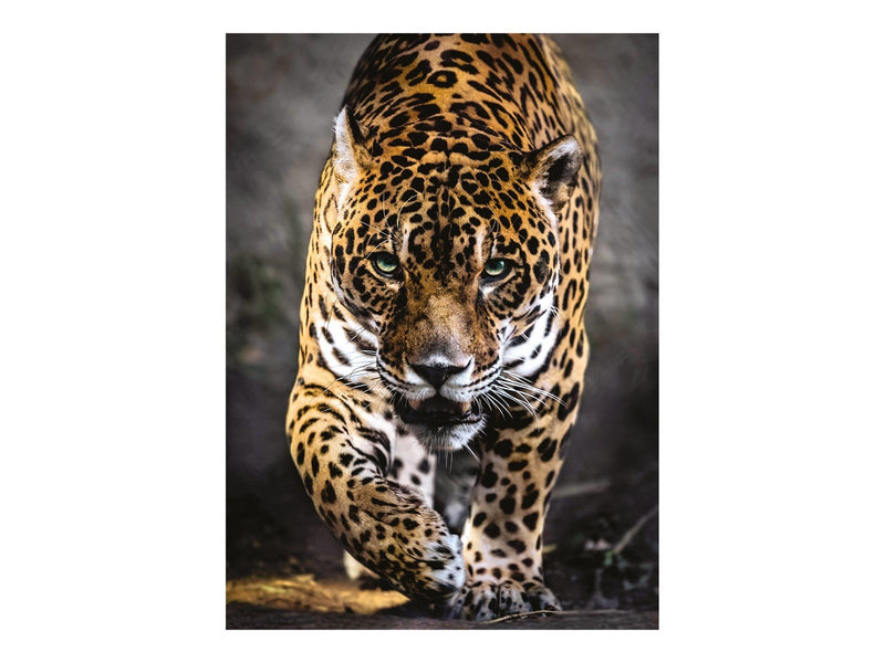 Clementoni 1000 pcs. High Color Collection WALK OF THE JAGUAR