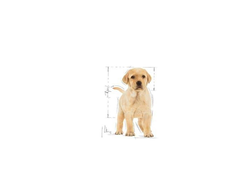 Royal Canin Labrador Retriever Puppy 12kg