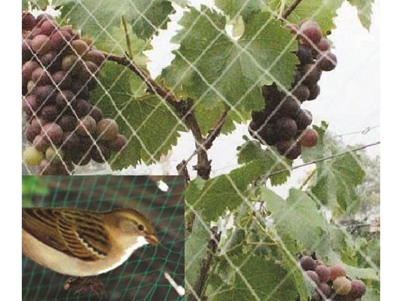 Greenit Anti Bird net 2 x 5m