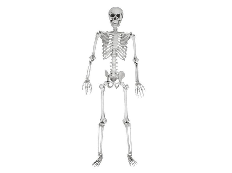 Mikamax Skelett – Realistisch – 170 cm – Halloween-Dekoration