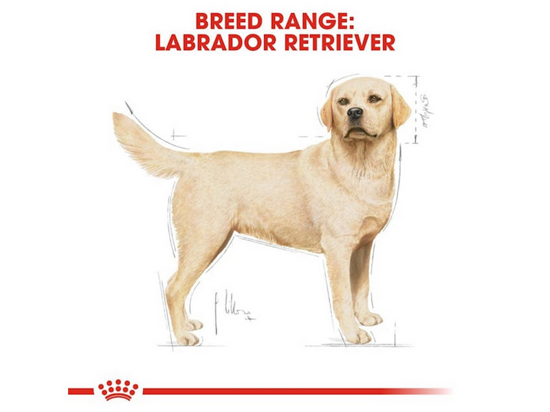 Royal Canin Labrador Retriever Adult 12kg