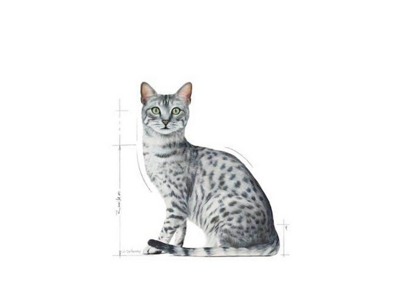 Royal Canin Indoor Sterilised in Gravy Sauce 85 g (12-Pack)