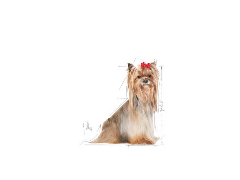 Royal Canin Yorkshire Terrier 8+ 3kg
