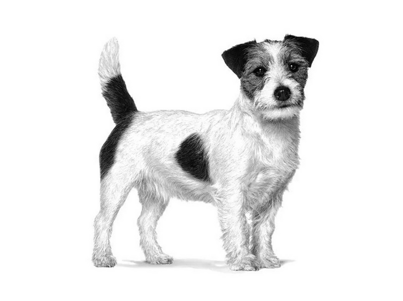 Royal Canin Satiety Weight Management Small Dog 3kg