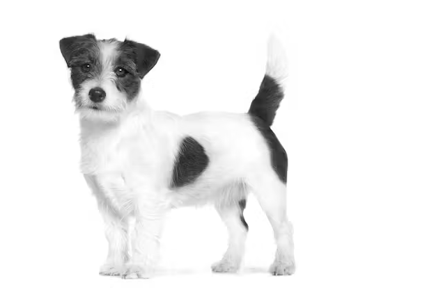 Royal Canin Urinary S/O Small Dog 1.5kg