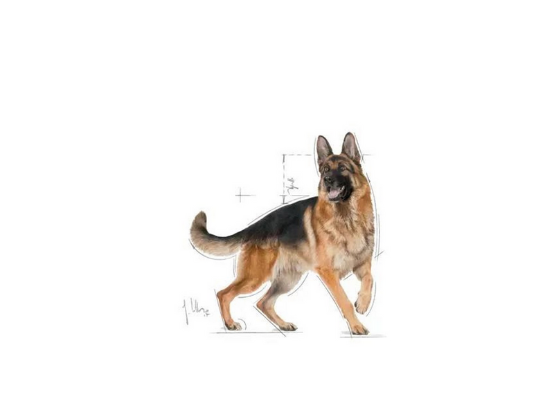 Royal Canin German Shepherd Adult 11kg
