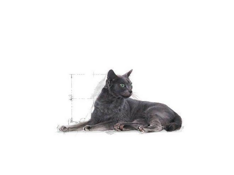 Royal Canin Sterilised +7 3.5kg