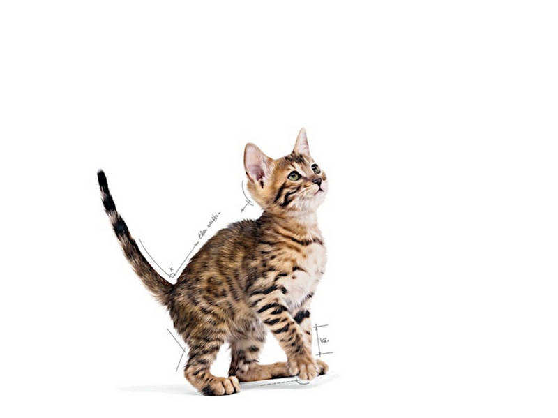Royal Canin Kitten Sterilised Gravy 12 × 85 g