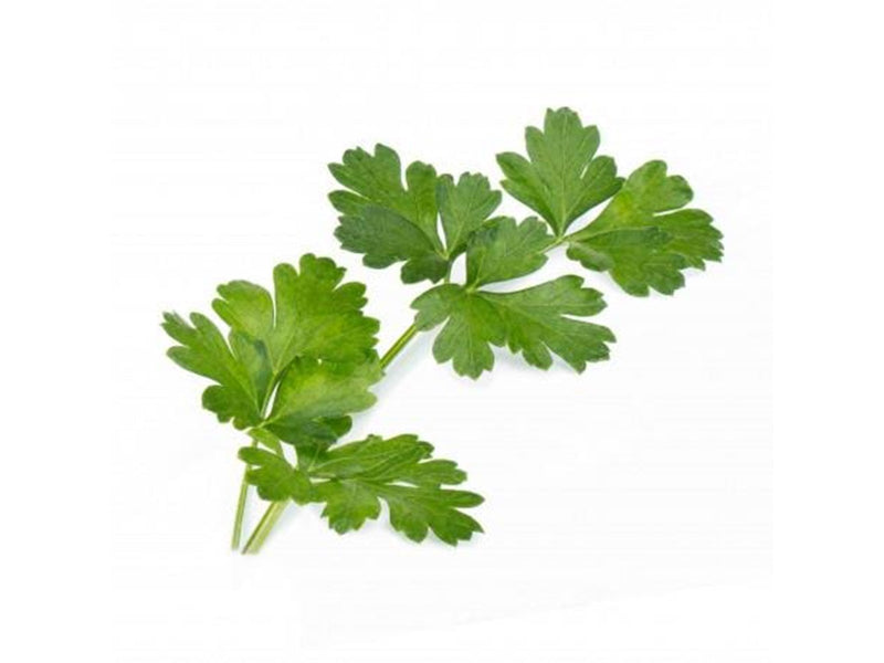 Veritable Lingot Organic Italian Flat Parsley