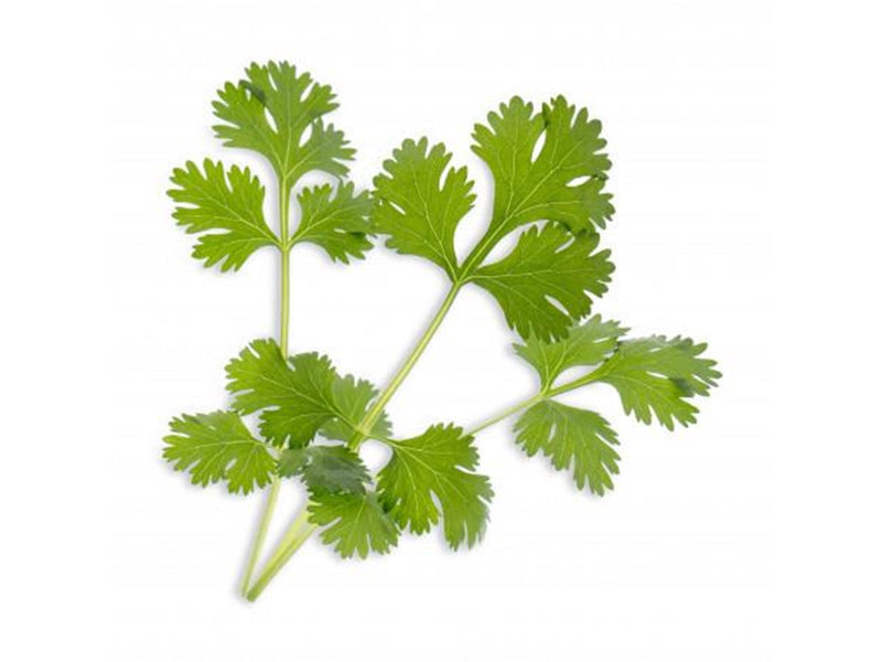Veritable Lingot Cilantro