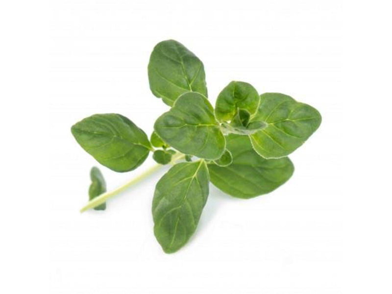 Veritable Lingot Organic Oregano