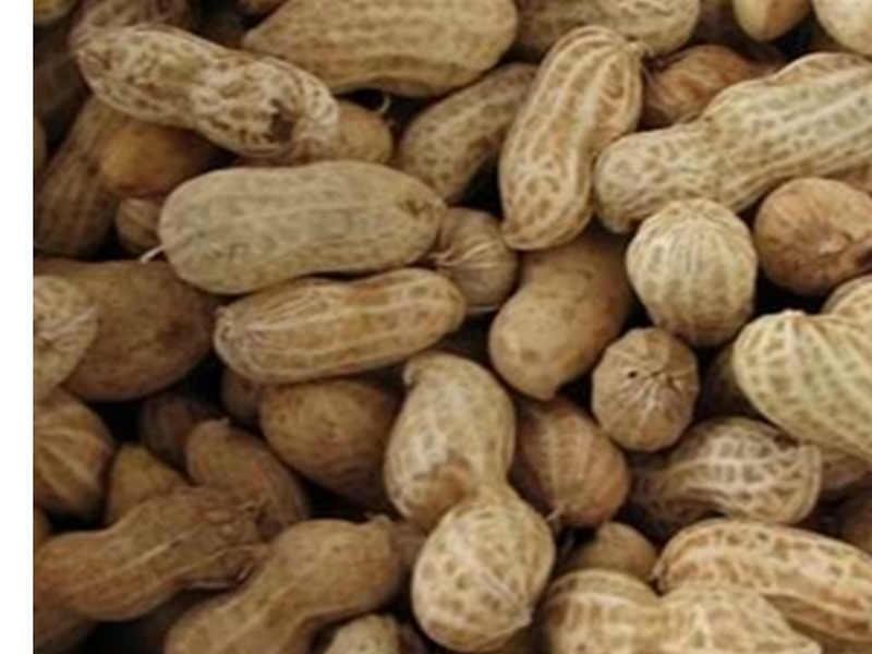 Hobby First Peanuts with shell 10 kg