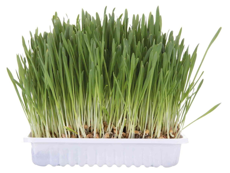 Trixie Katzengras mit Schale 100g