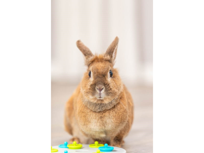 Trixie Snack Board Strategiespiel für Kleintiere 20cm
