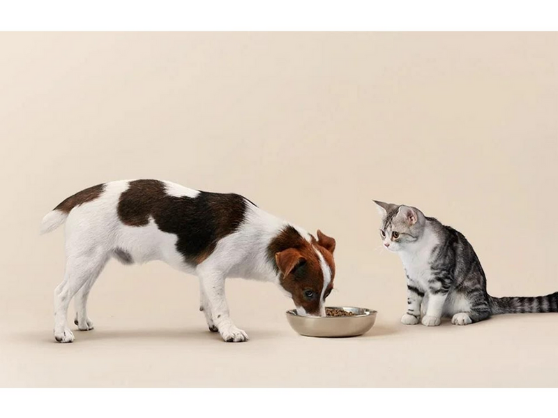 Petlibro RFID Smart Food Dispenser with Collar 3L