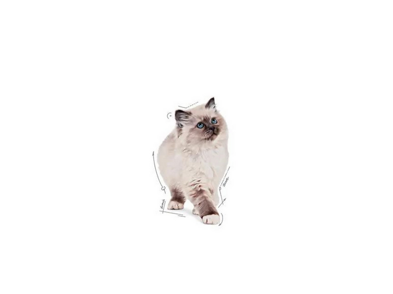 Royal Canin Kitten in Gravy 85g (12-Pack)