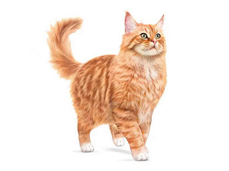 Royal Canin Ageing 11+ Sterilised Dry Food for Cats 4kg