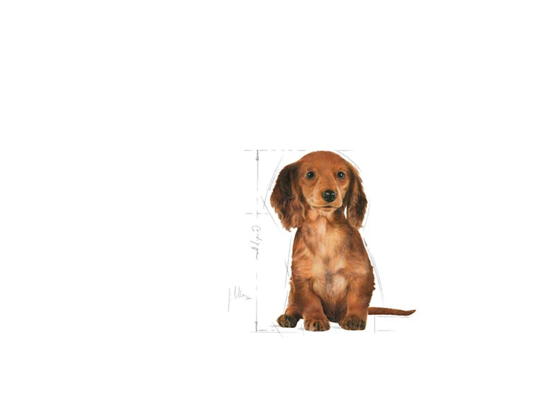 Royal Canin Dachshund Puppy 1.5kg