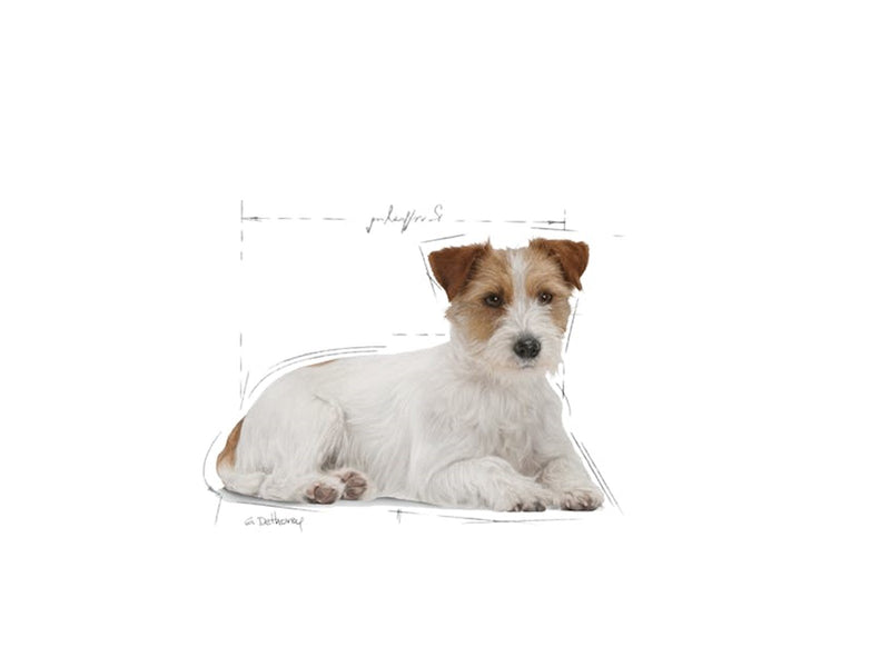Royal Canin Mini Ageing 12+ Gravy 85g (12-Pack)