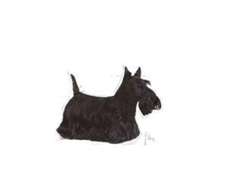 Royal Canin Mini Dermacomfort 3kg