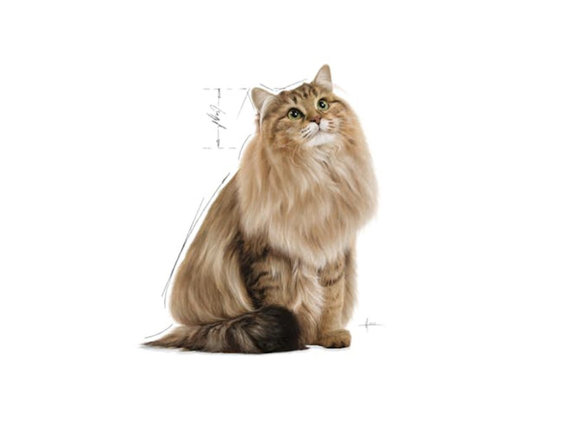 Royal Canin Digest Sensitive in Gravy 85g (12-Pack)