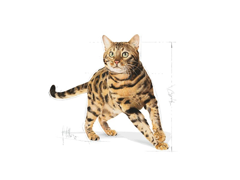Royal Canin Bengal Adult 10kg