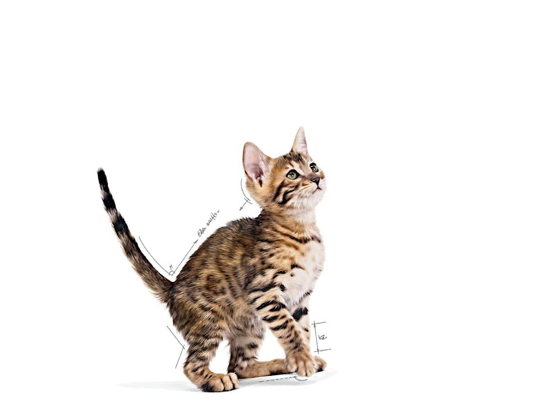 Royal Canin Kitten Sterilised Gravy 12x 85g