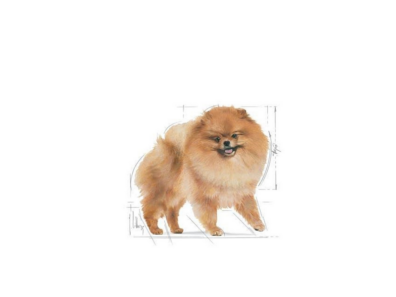 Royal Canin Pomeranian Adult - dry food for dogs - 3 kg