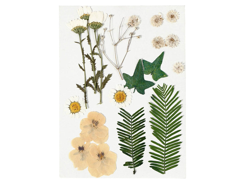 Creativ Company Dried Flowers and Leaves Off-white 19dlg.