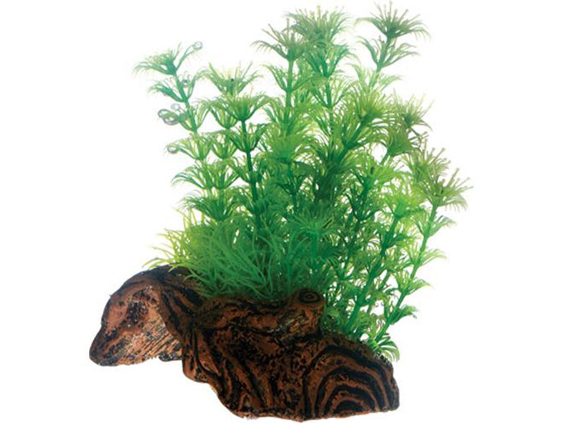Dohse Flora Root 3 S 17 cm