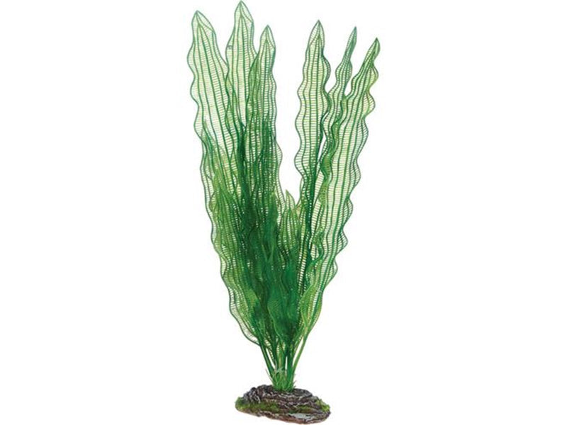 Dohse Aponogeton 39 cm