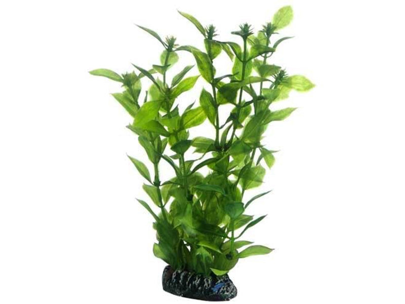 Dohse Hygrophila 20 cm