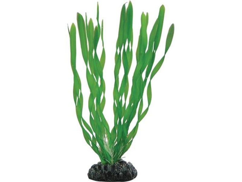 Dohse Vallisneria 20 cm
