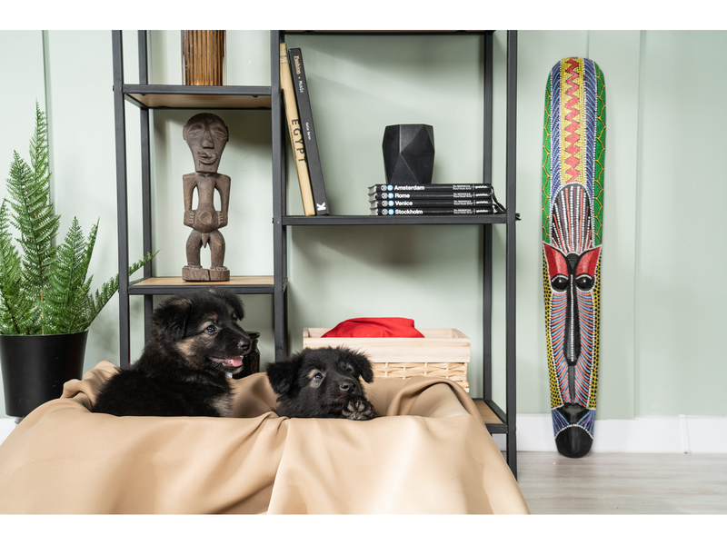 Petcube Pet Camera