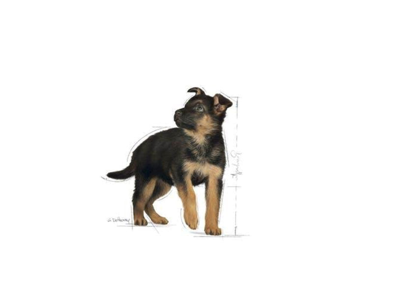 Royal Canin Maxi Puppy 15 kg