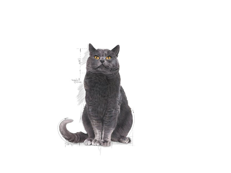 Royal Canin Sterilised Ageing 12+ 4kg