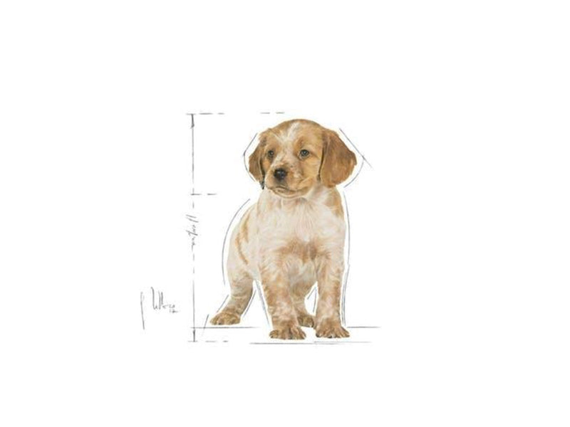 Royal Canin Medium Puppy 15kg