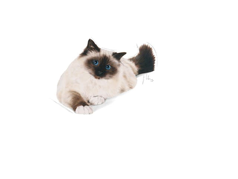 Royal Canin Hairball Care Dry food for Cats 10kg